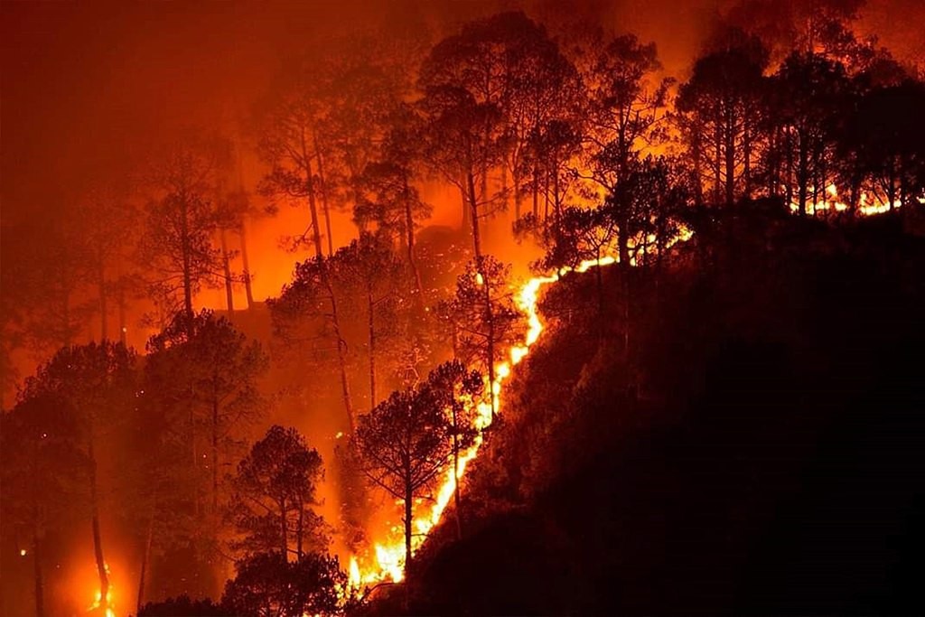 Hutan terbakar dengan kobaran api